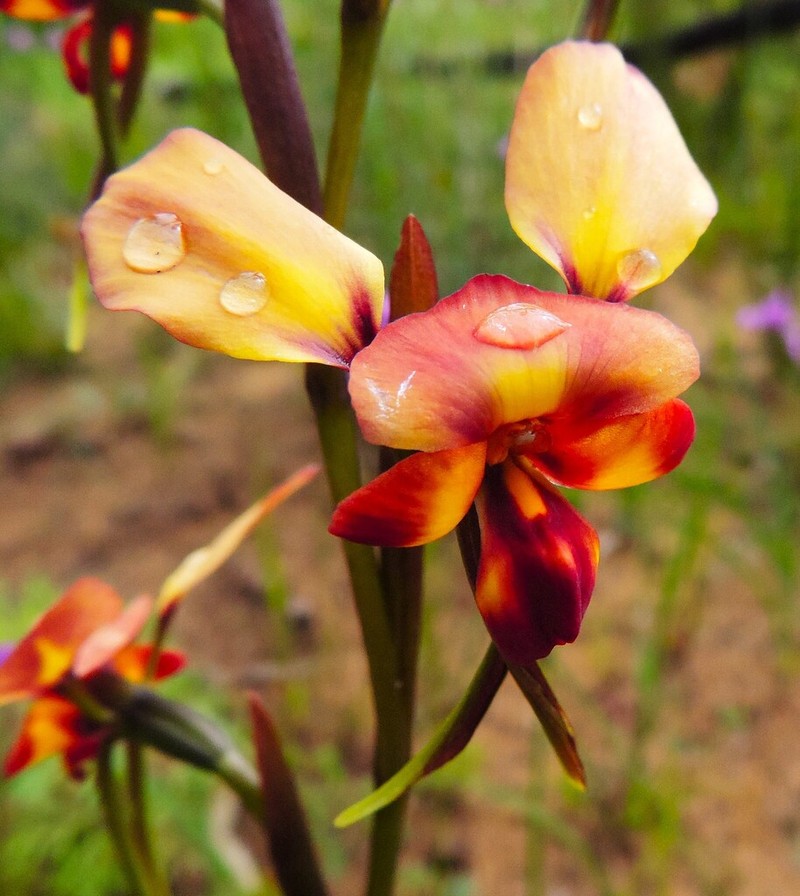 Diuris tinctoria photo 2