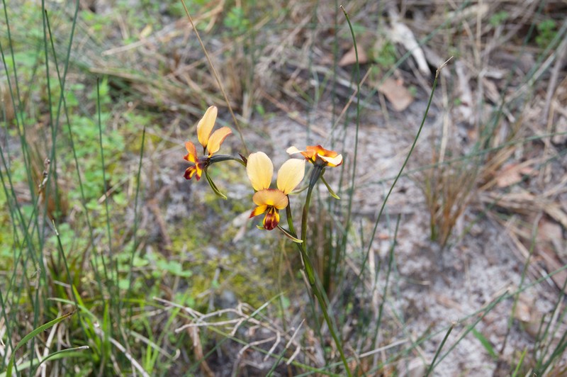 Diuris tinctoria photo 3