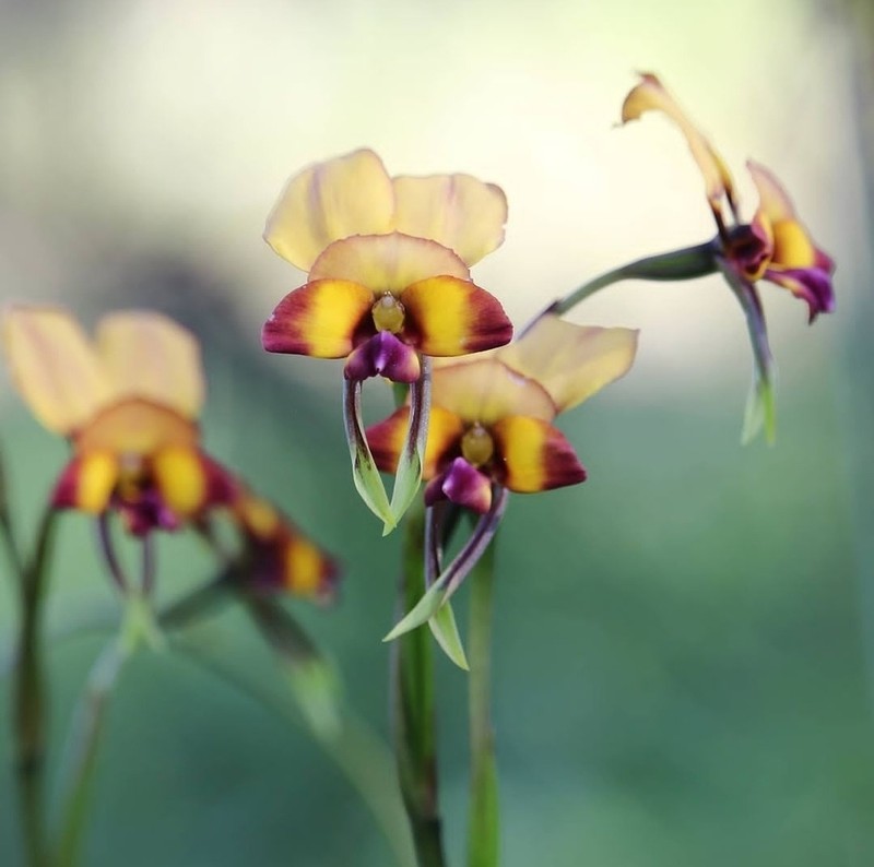 Diuris tinctoria photo 4