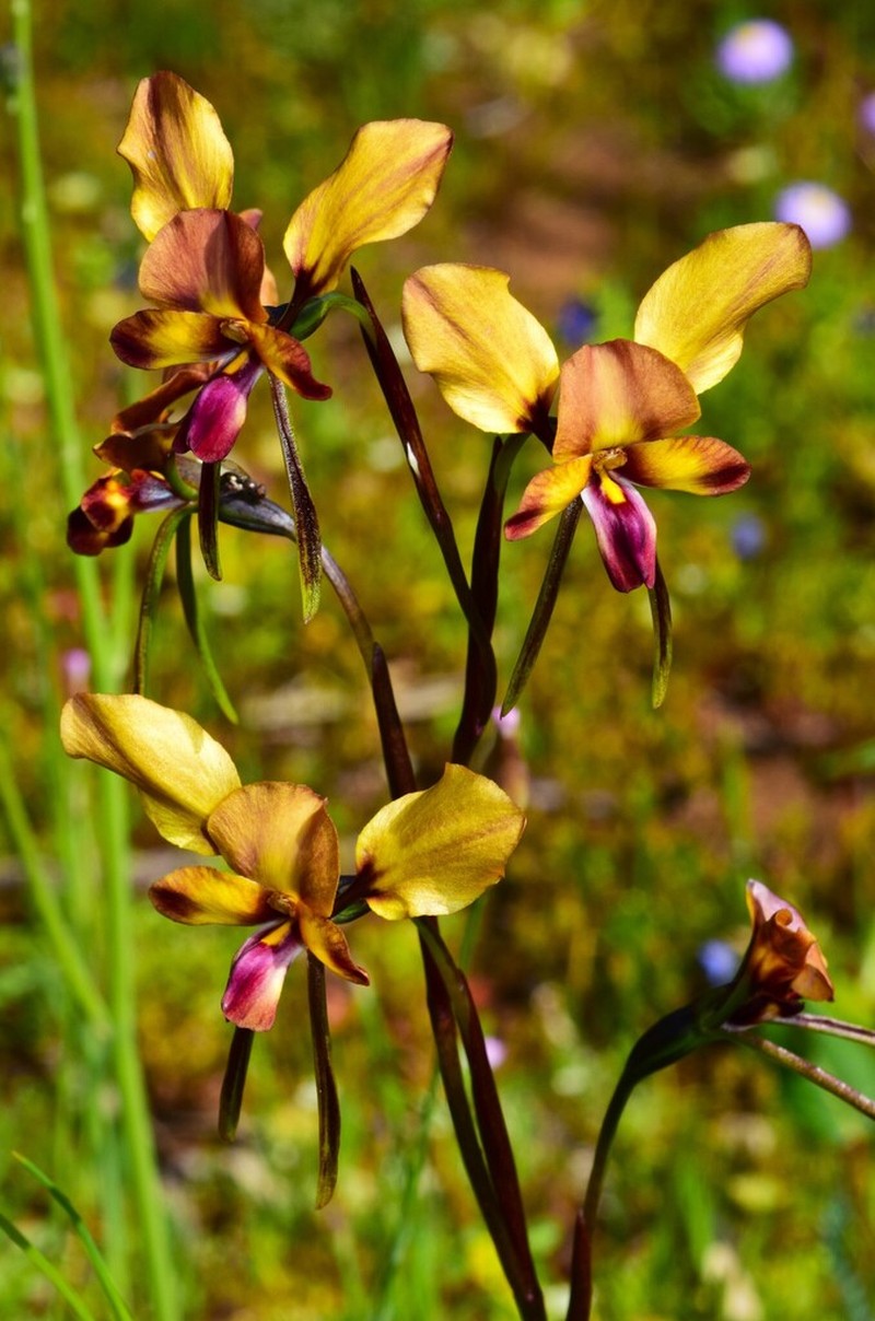 Diuris tinctoria photo 5