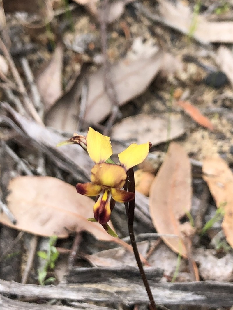 Diuris tinctoria photo 6