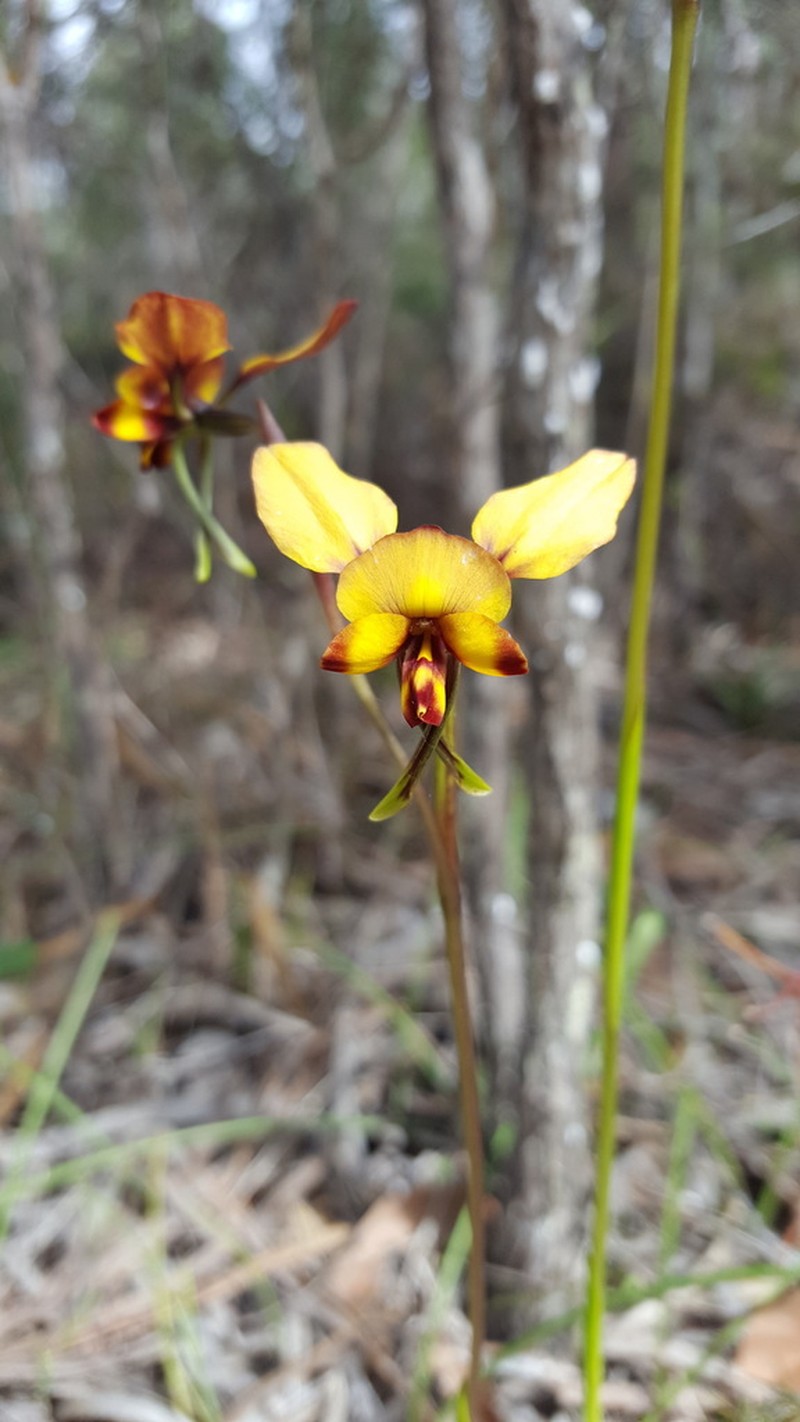 Diuris tinctoria photo 7
