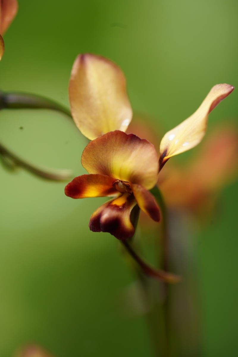Diuris tinctoria photo 8