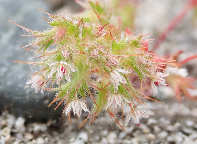 Slenderhorn Spineflower