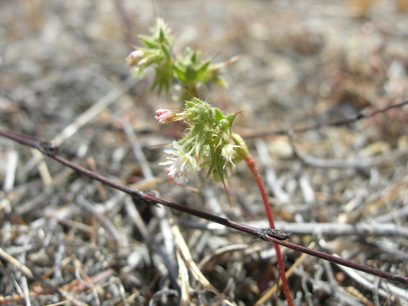 Slenderhorn Spineflower photo 2