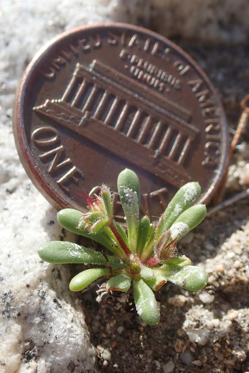 Slenderhorn Spineflower photo 3