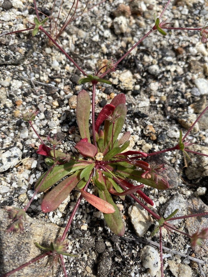 Slenderhorn Spineflower photo 4