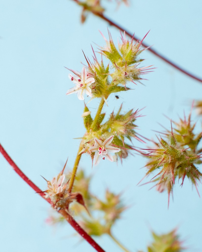 Slenderhorn Spineflower photo 5