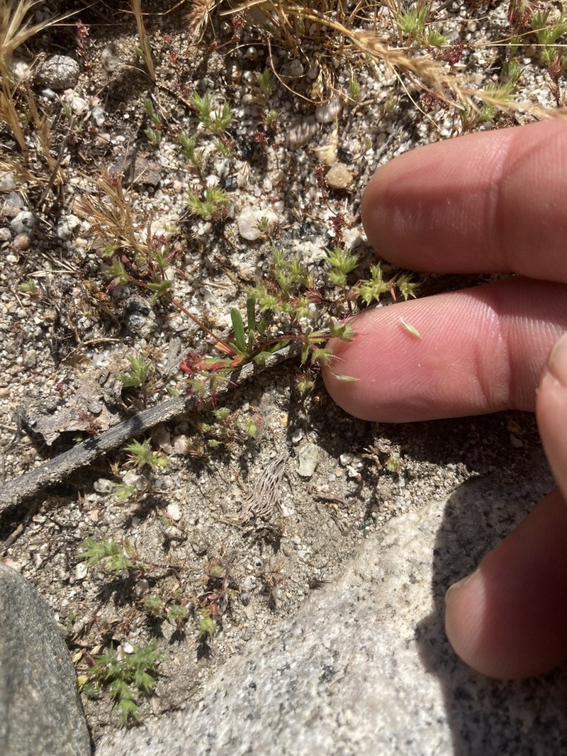 Slenderhorn Spineflower photo 6