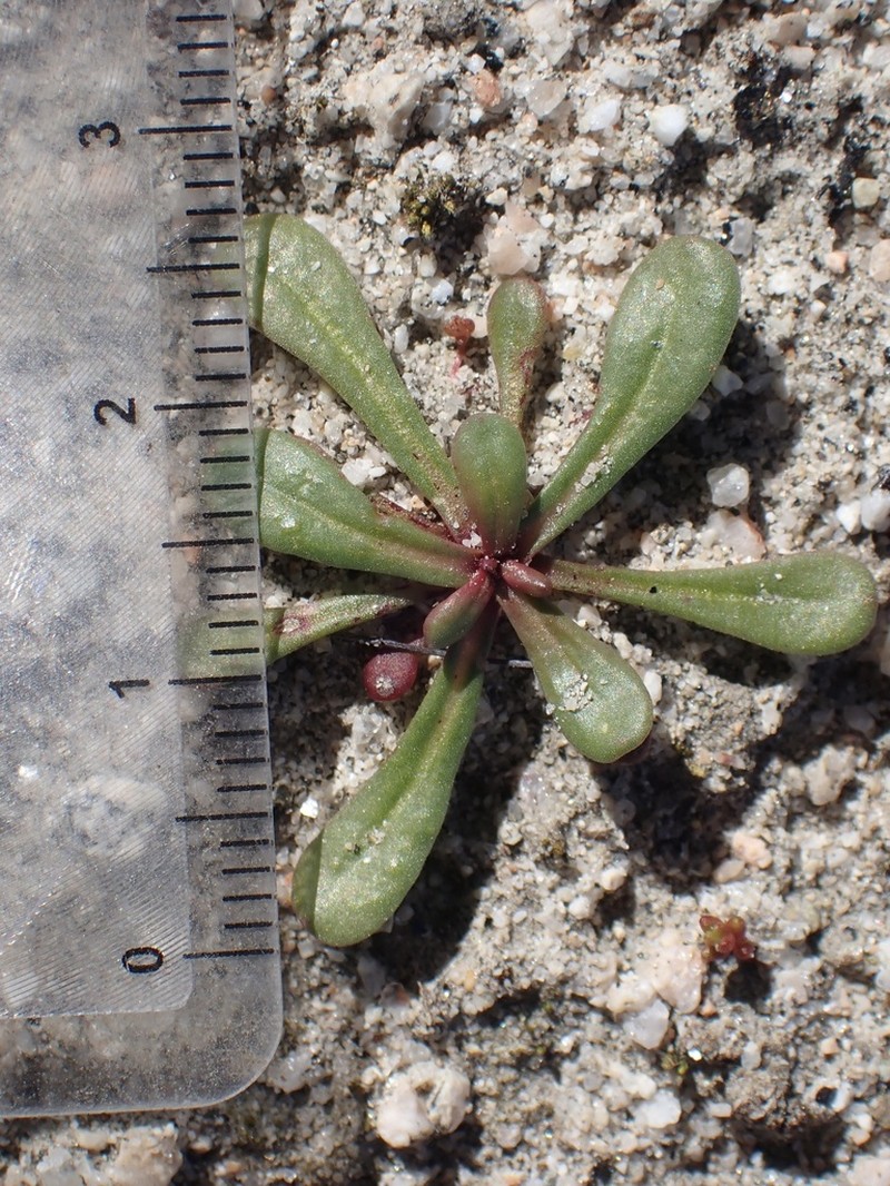 Slenderhorn Spineflower photo 8