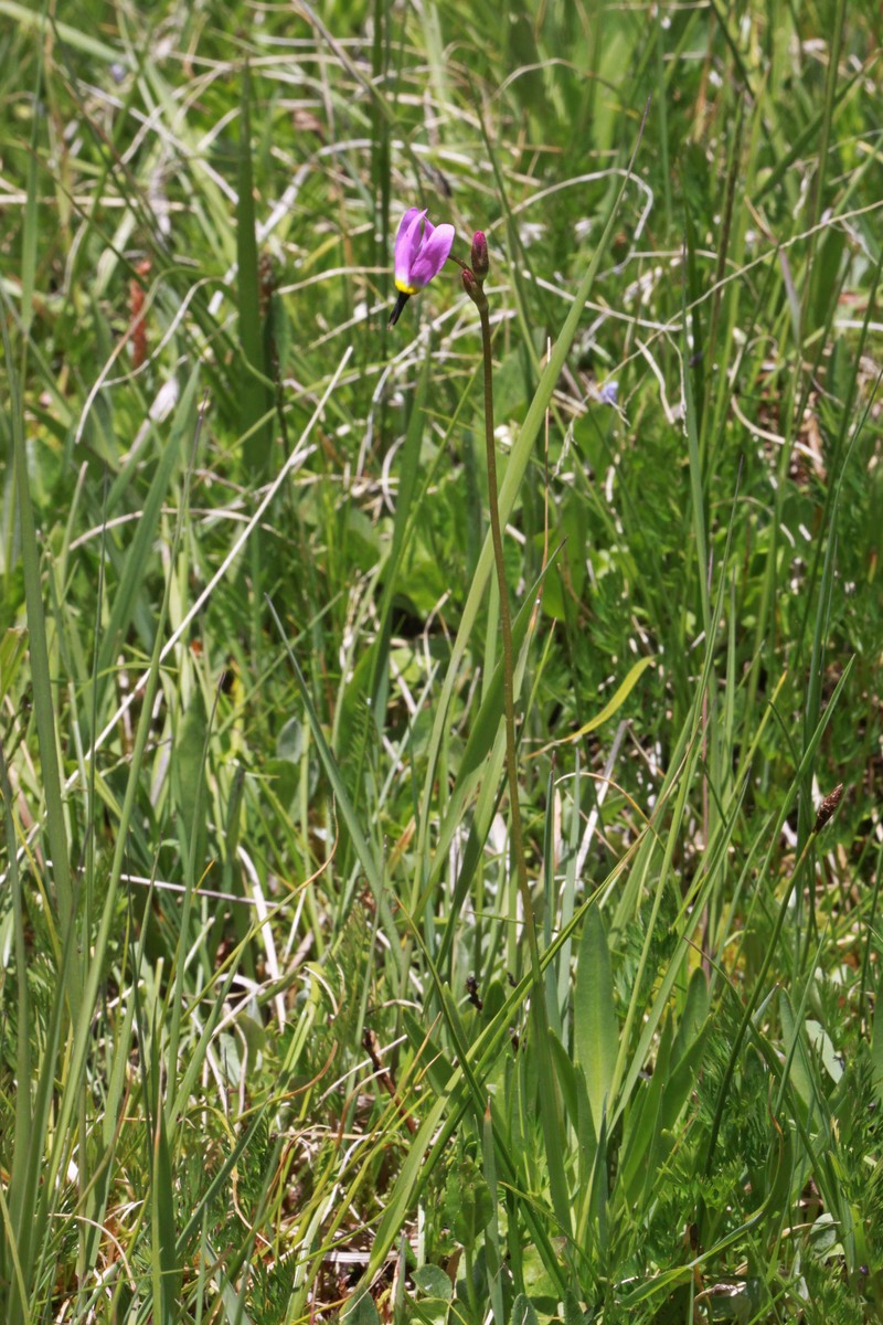 Alpine Shootingstar photo 5