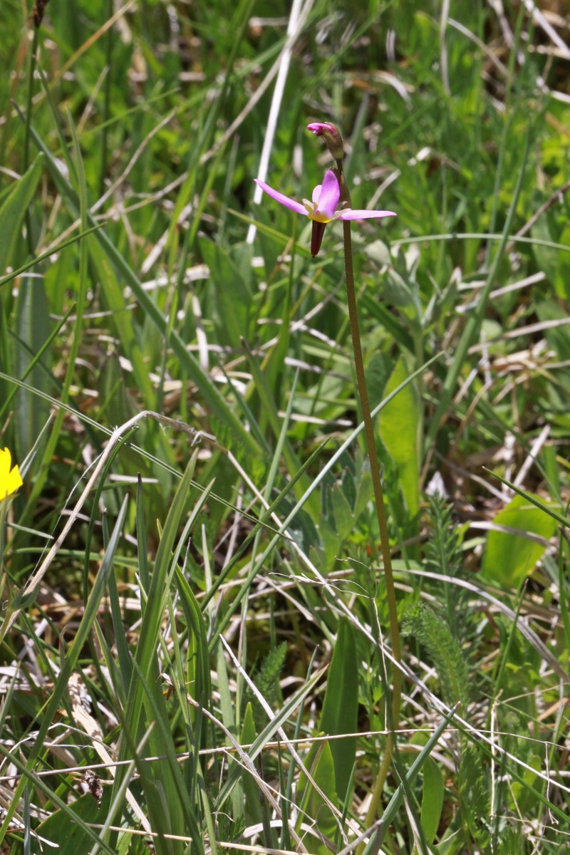Alpine Shootingstar photo 6
