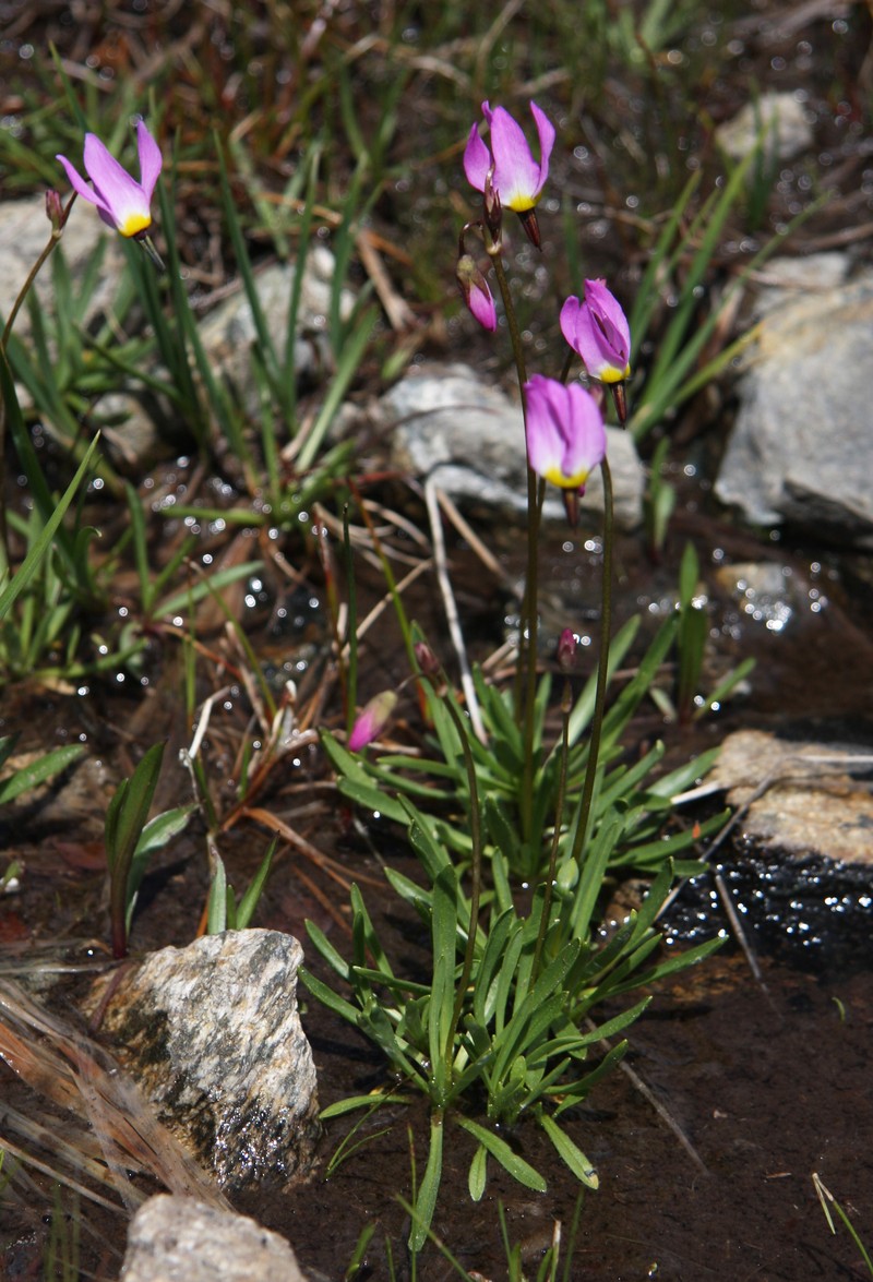 Alpine Shootingstar photo 2