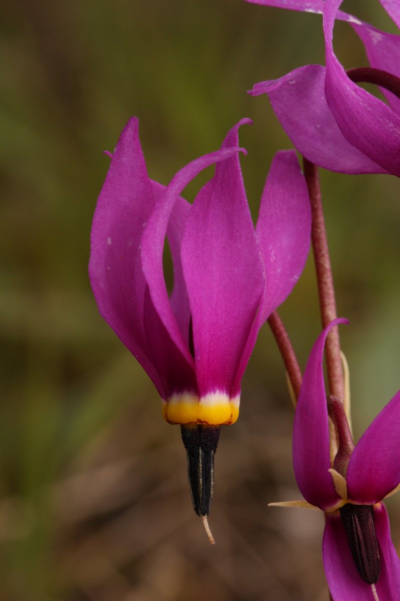 Bonneville Shootingstar photo 6