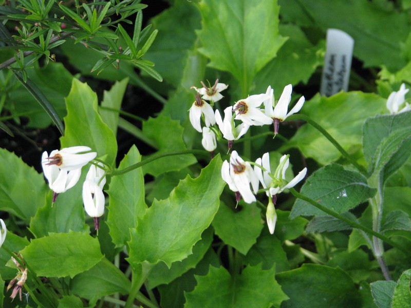 White Shootingstar photo 4