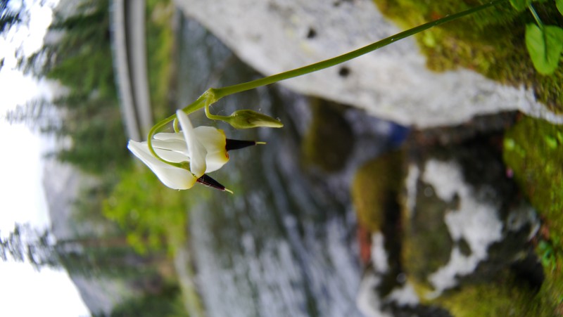 White Shootingstar photo 2