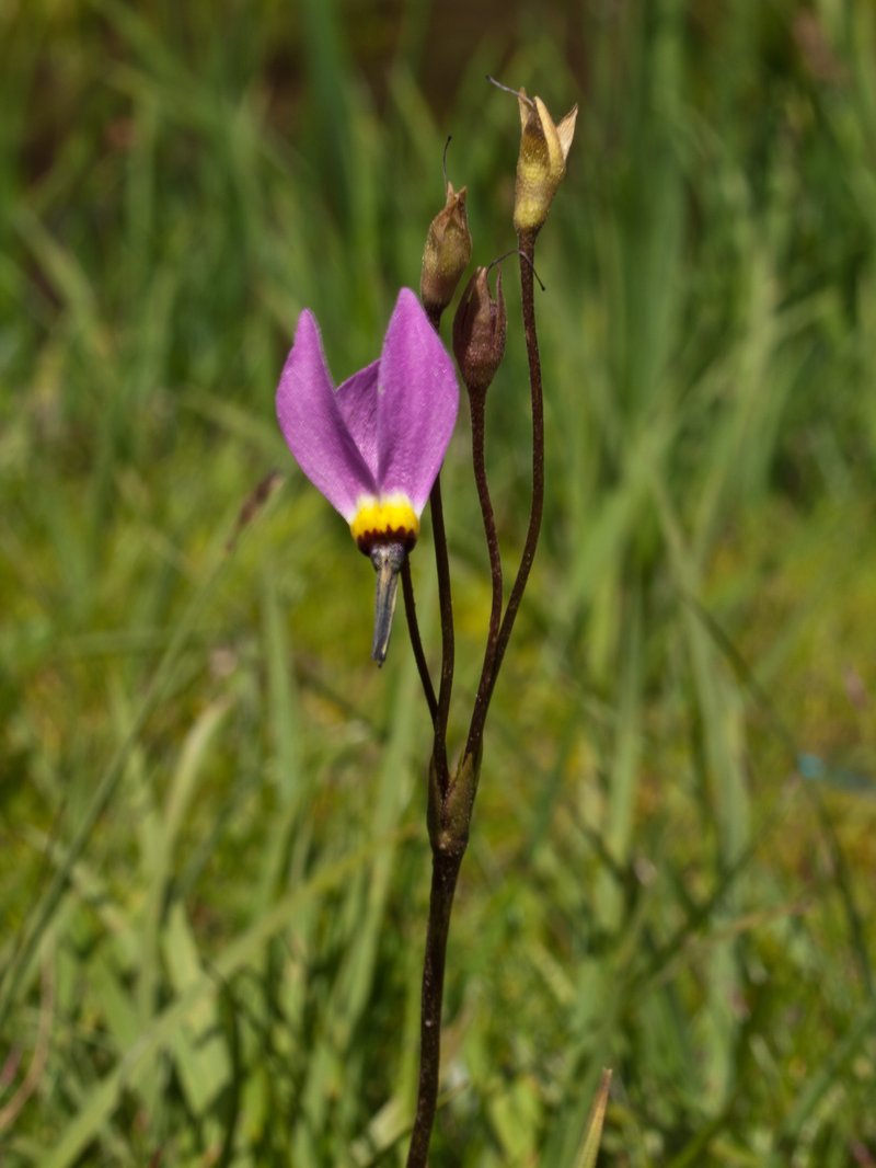 Sierra Shootingstar photo 5