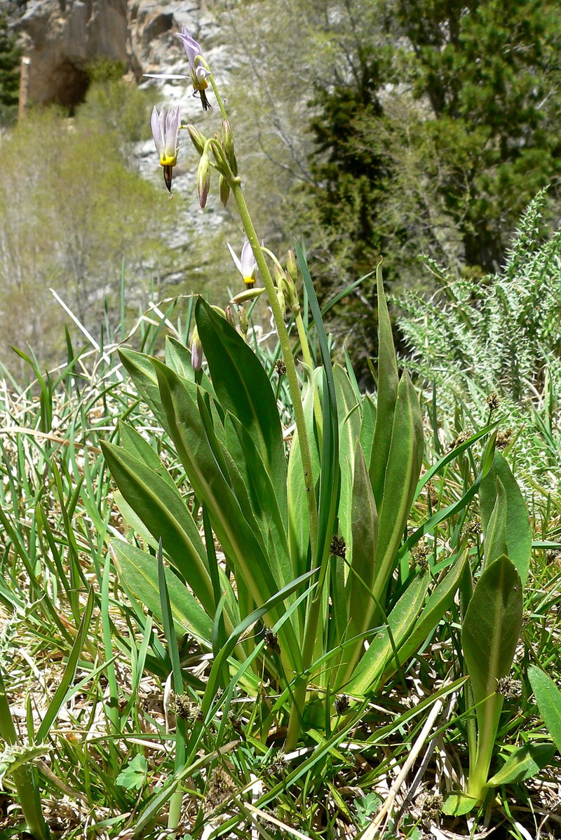 Scented Shootingstar photo 4