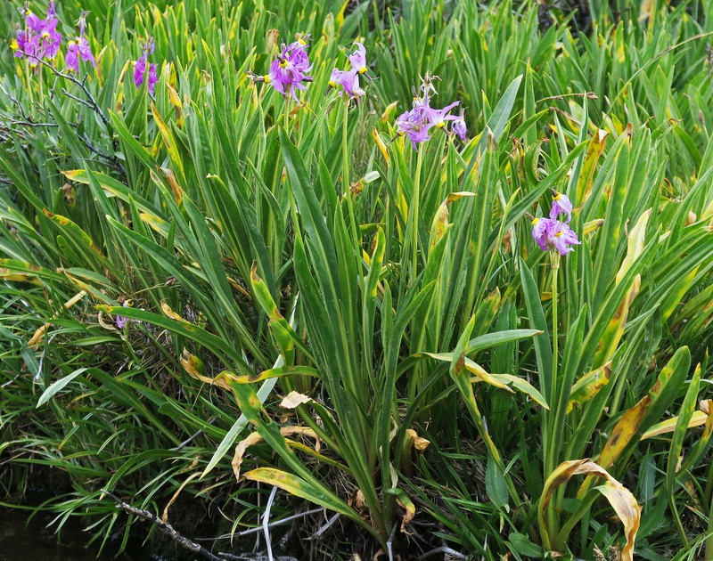 Scented Shootingstar