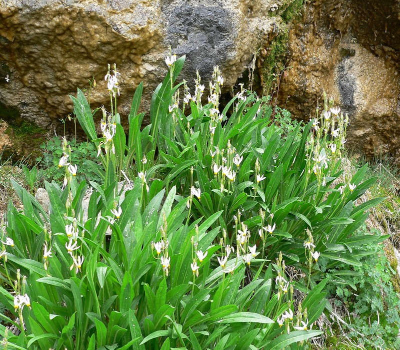 Scented Shootingstar photo 2