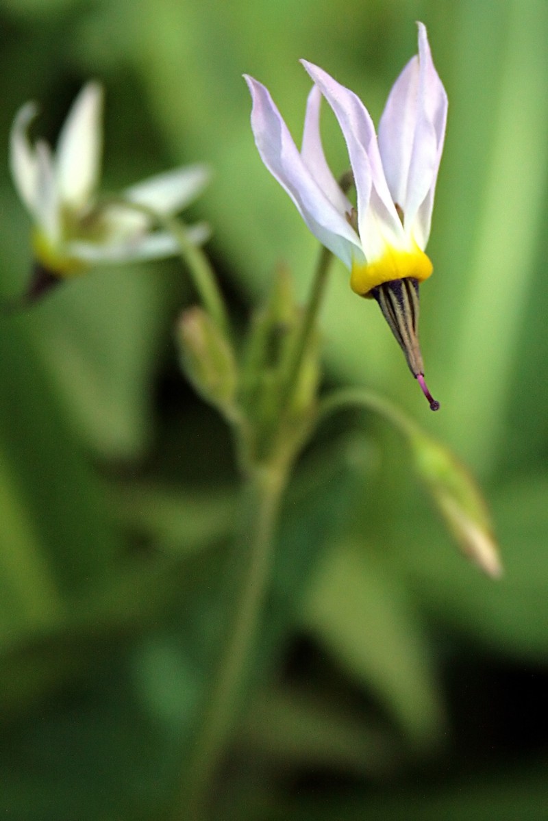 Scented Shootingstar photo 3