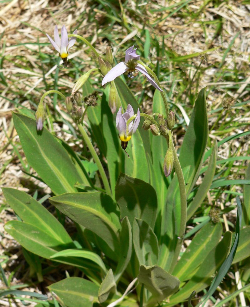 Scented Shootingstar photo 5