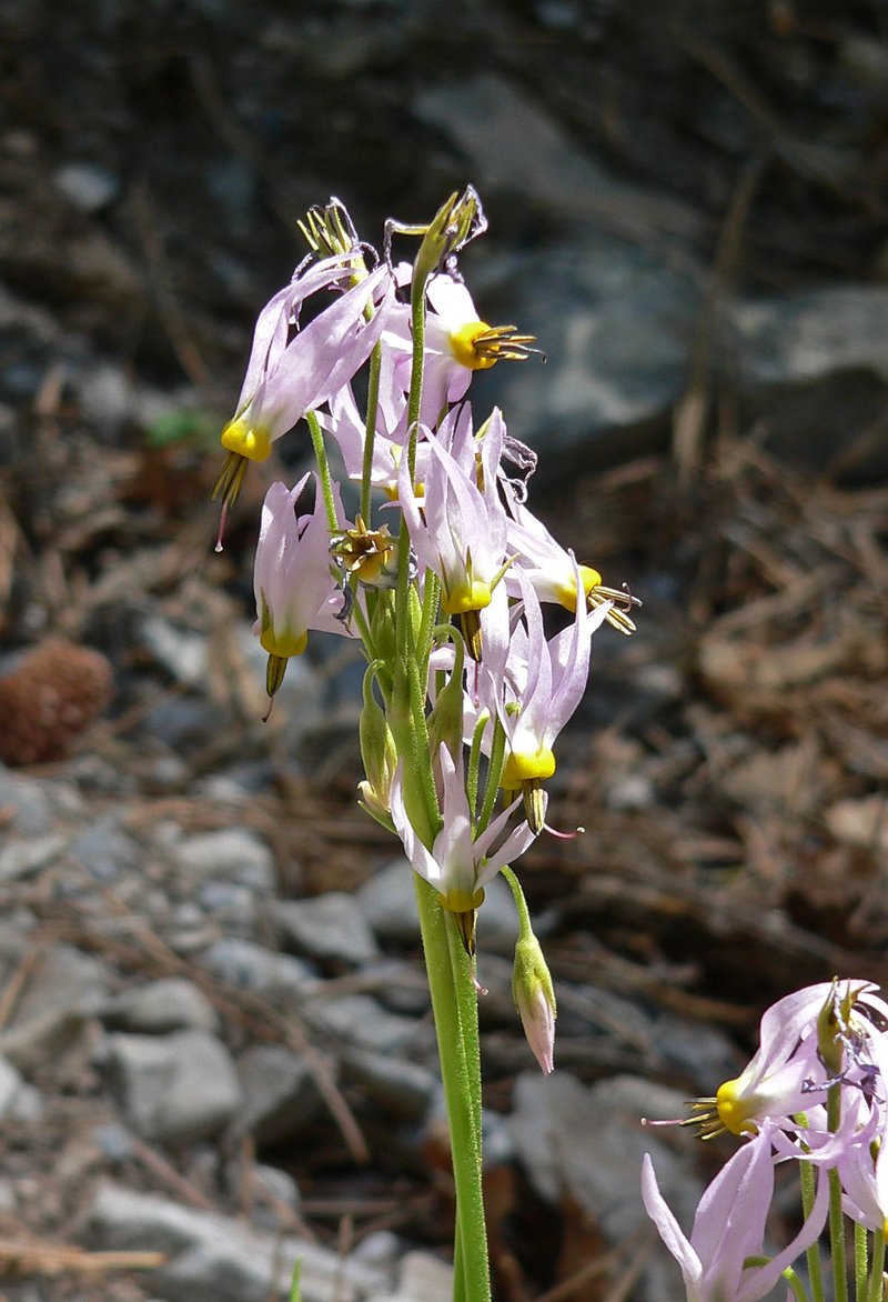 Scented Shootingstar photo 6