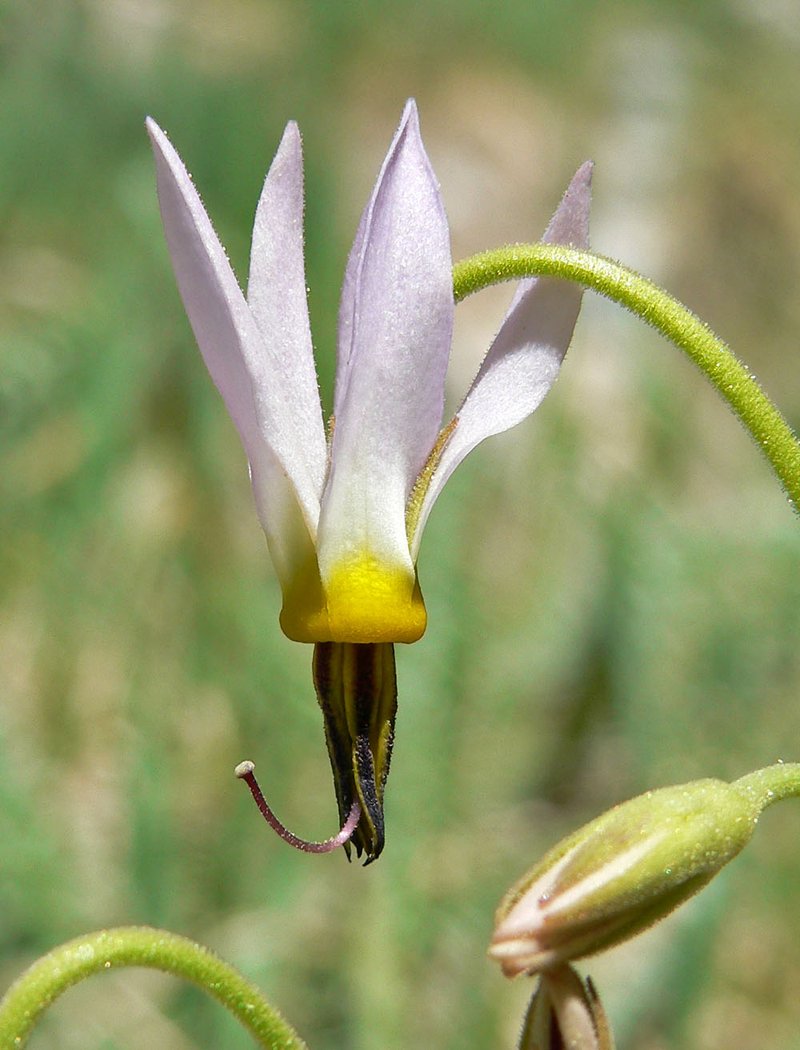 Scented Shootingstar photo 7