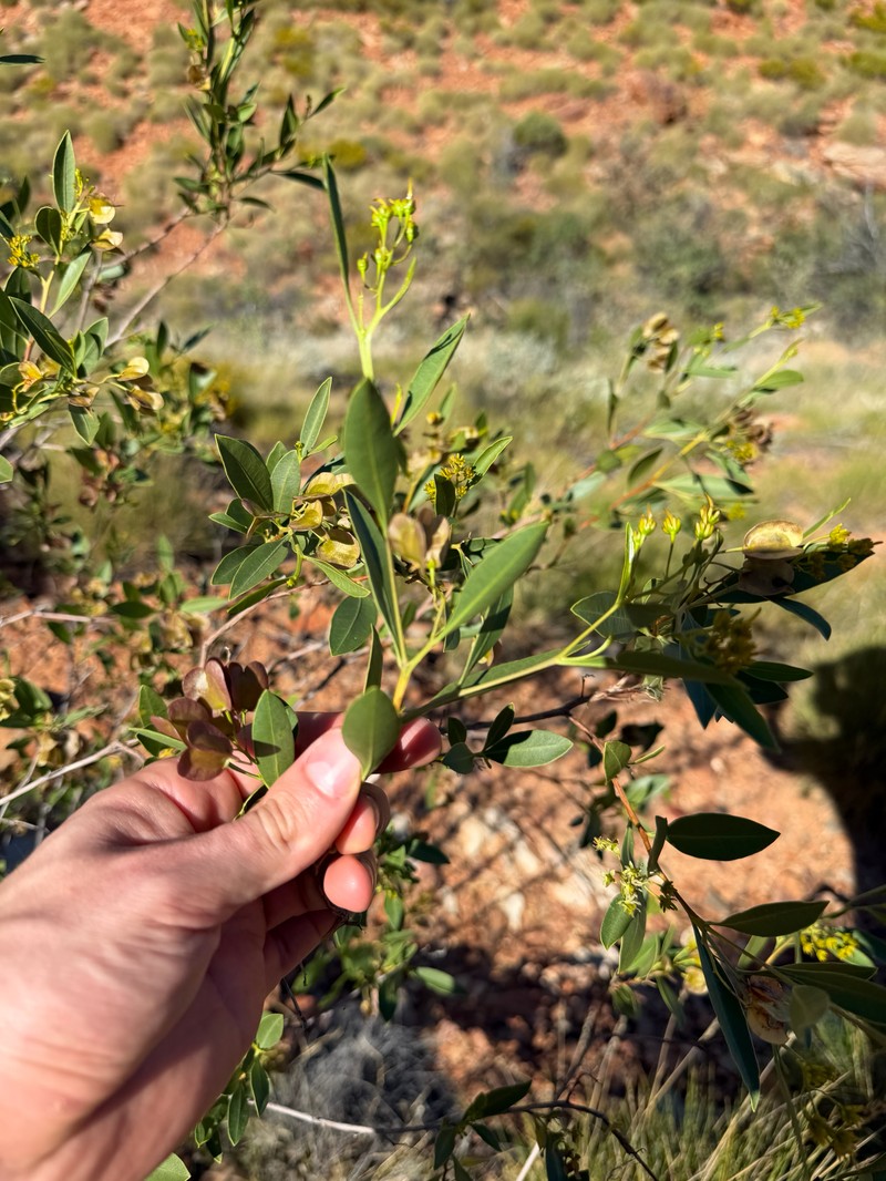 Dodonaea lanceolata var. lanceolata