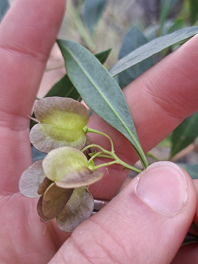 Dodonaea lanceolata var. lanceolata photo 2