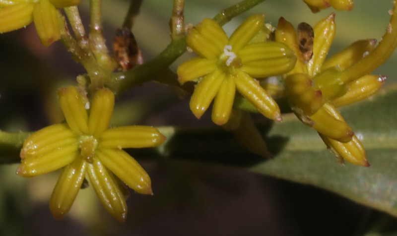 Dodonaea lanceolata var. lanceolata photo 3