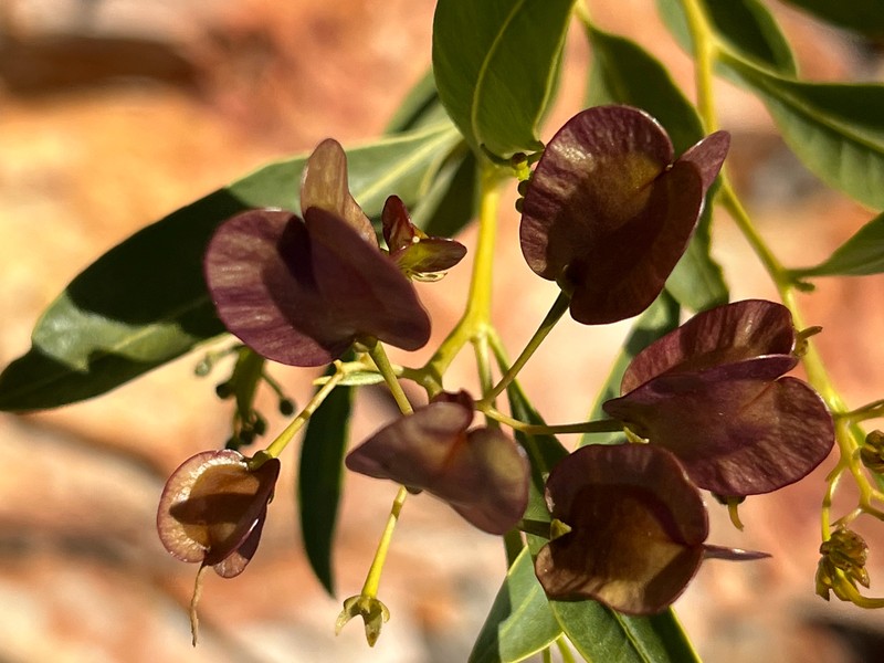 Dodonaea lanceolata var. lanceolata photo 4