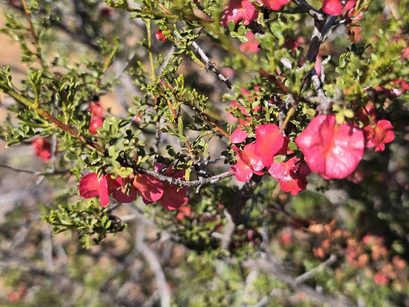 Dodonaea microzyga var. microzyga