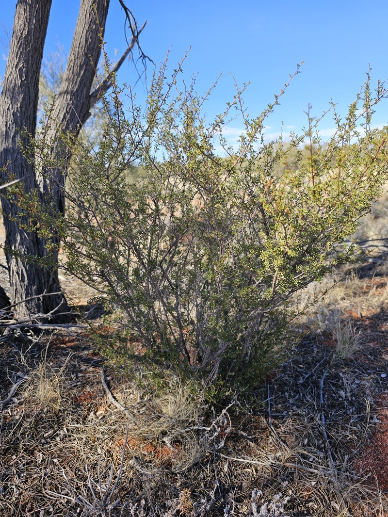 Dodonaea microzyga var. microzyga photo 2