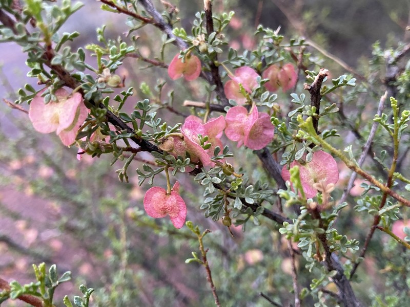 Dodonaea microzyga var. microzyga photo 3