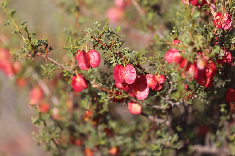 Dodonaea microzyga var. microzyga photo 4