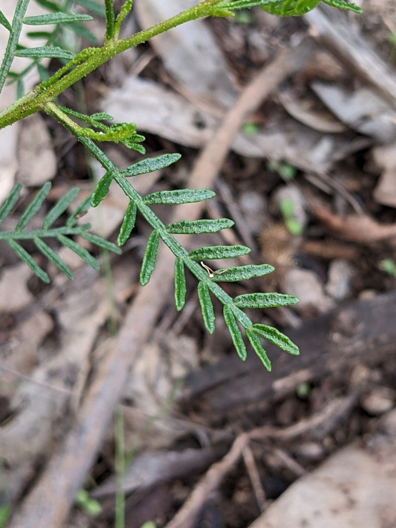 Dodonaea sinuolata subsp. sinuolata