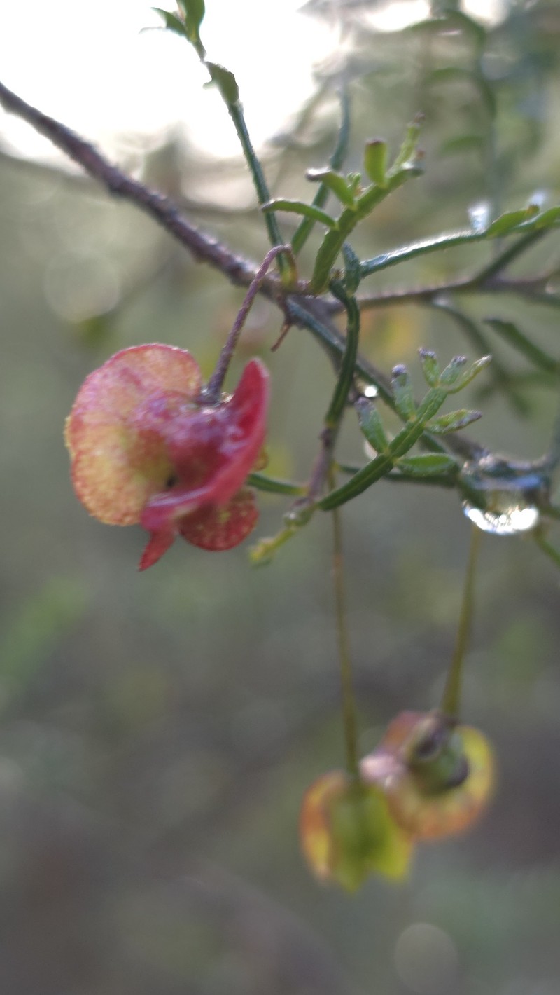 Dodonaea sinuolata subsp. sinuolata photo 2