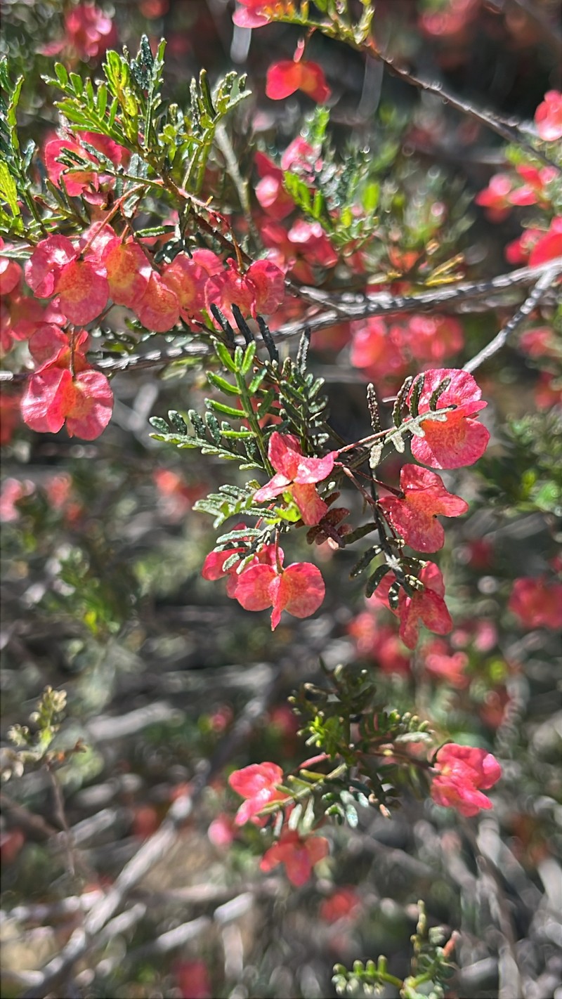 Dodonaea sinuolata subsp. sinuolata photo 3