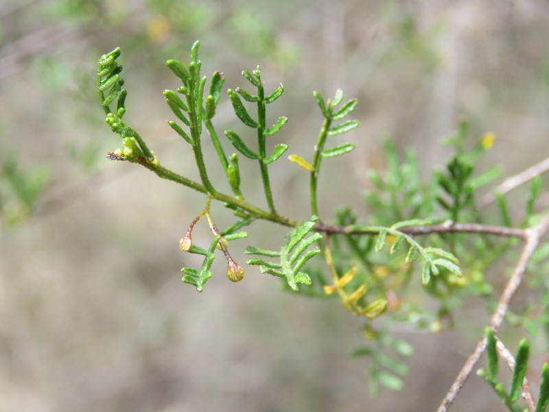 Dodonaea sinuolata subsp. sinuolata photo 4