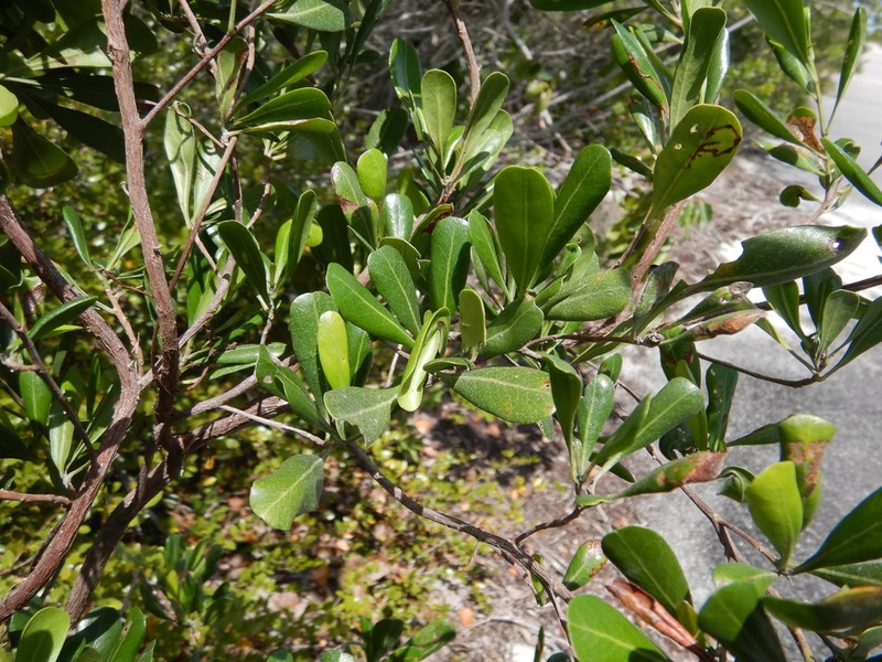 Florida Hopbush