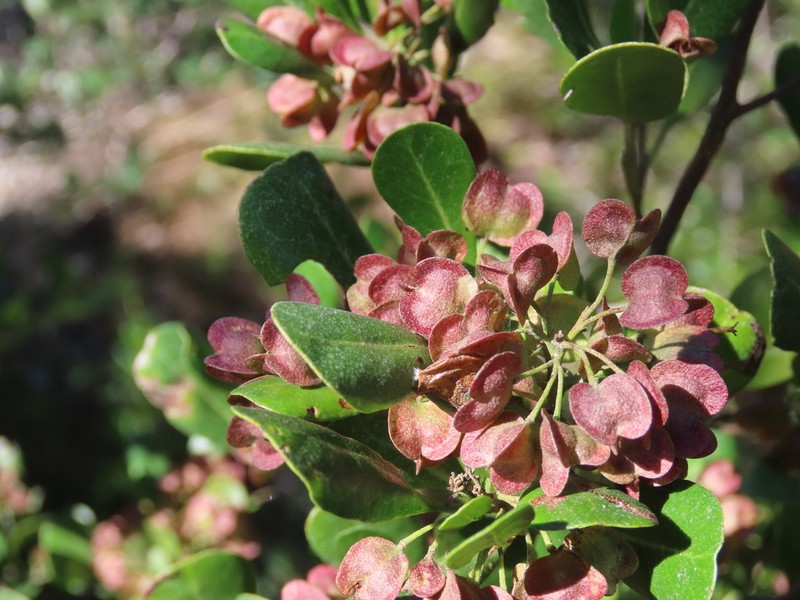 Florida Hopbush photo 2