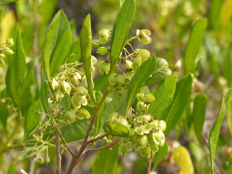 Florida Hopbush photo 3
