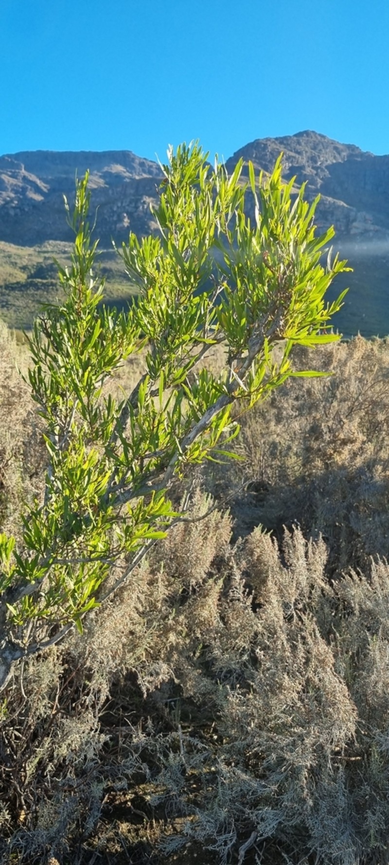 Florida Hopbush photo 4