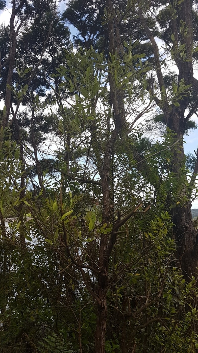 Florida Hopbush photo 5