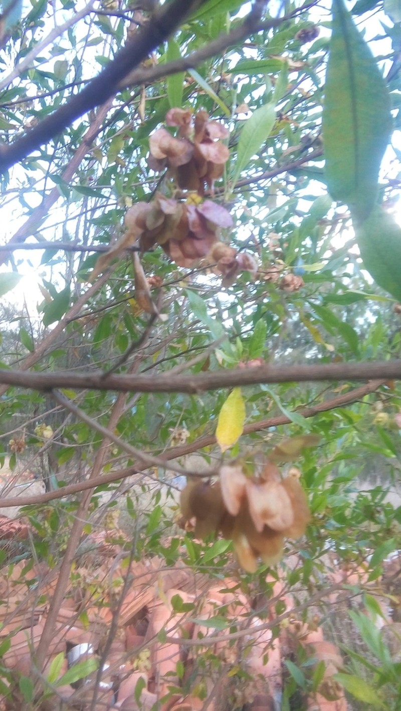 Florida Hopbush photo 6