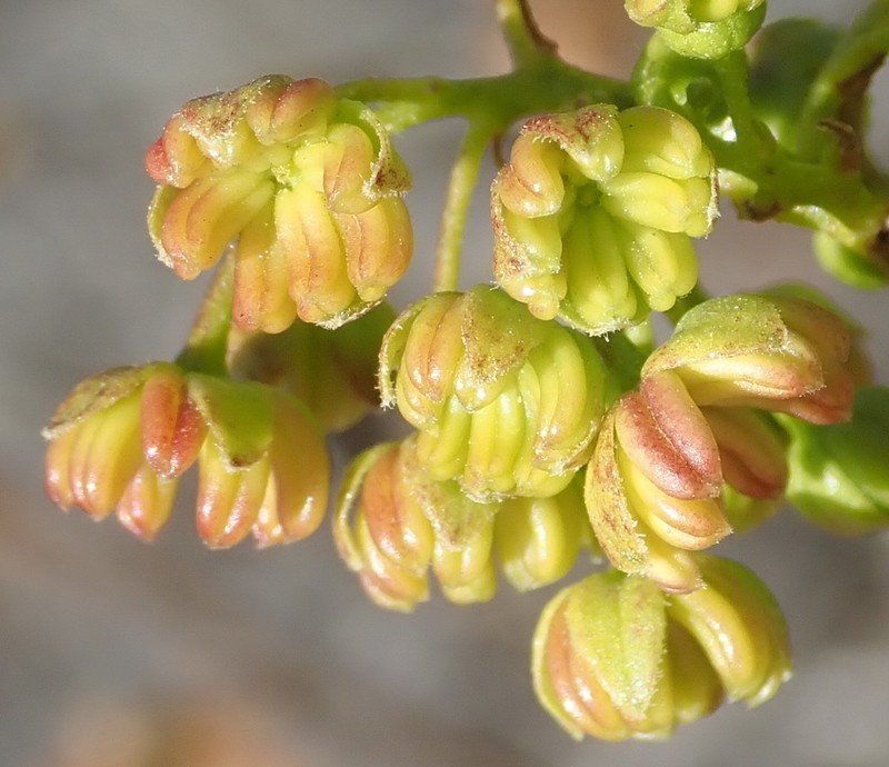 Florida Hopbush photo 7
