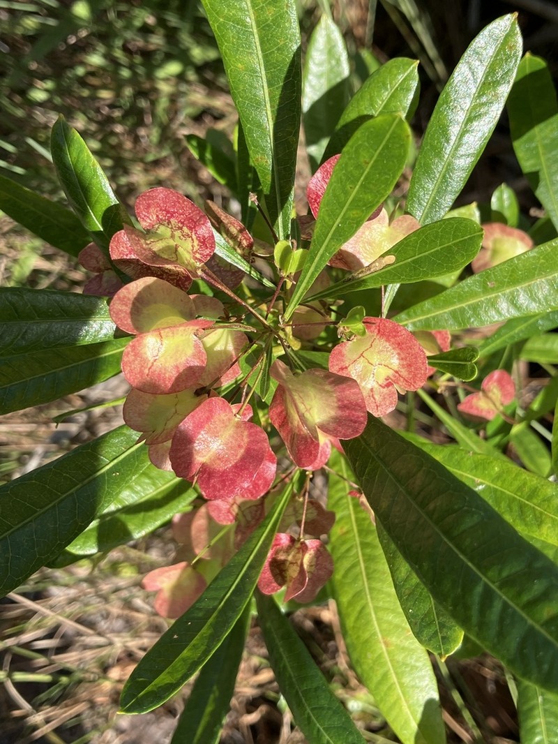 Florida Hopbush photo 8