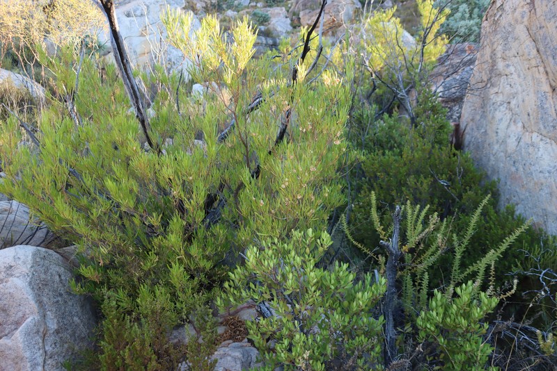 Dodonaea viscosa subsp. angustifolia photo 3