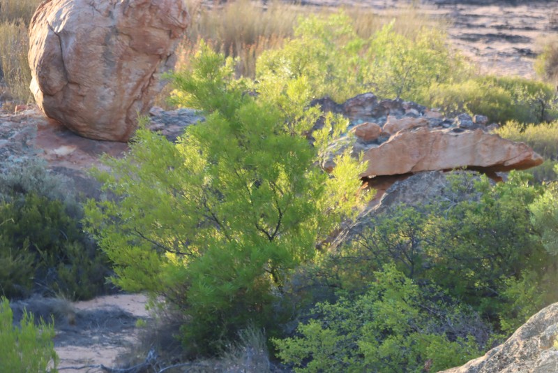 Dodonaea viscosa subsp. angustifolia photo 4